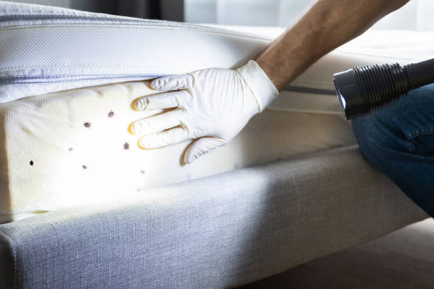 Best Local Pest Control Services  in St Anthony, MN